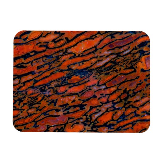 Rood Petrified dinosaur bone Magneet (Horizontaal)