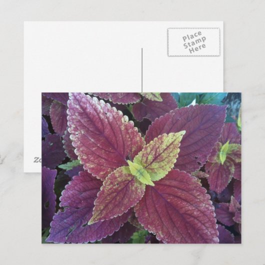 Rood Plant Briefkaart (Voorkant / Achterkant)