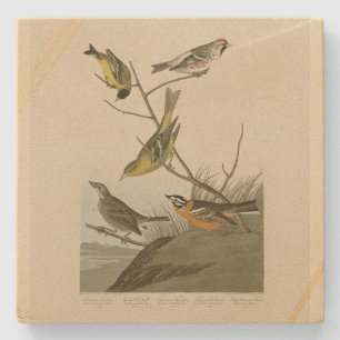 Rood-poll Tanager Bunting Audubon Birds of America Stenen Onderzetter