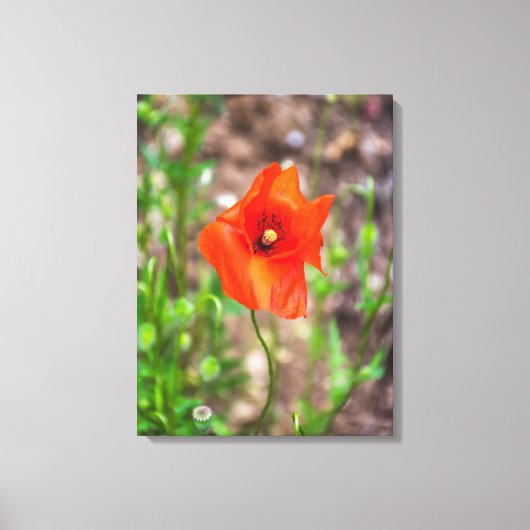 Rood poppy up close canvas print (Voorkant)
