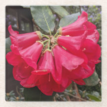 Rood Rhododendron Blooms Floral Glass Onderzetter