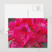 Rood Rhododendron Briefkaart (Voorkant / Achterkant)