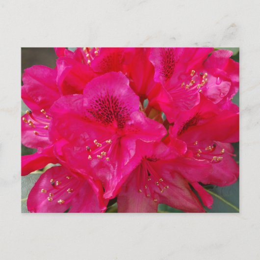Rood Rhododendron Briefkaart (Voorkant)