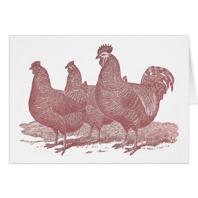 Rood Rooster en kippen Plymouth Rock Boerderij (Voorkant Horizontaal)