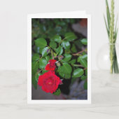 Rood Rose Portret Kaart (Voorkant)