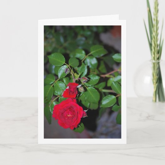 Rood Rose Portret Kaart (Voorkant)