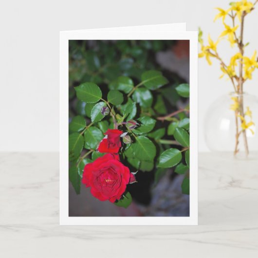 Rood Rose Portret Kaart (Gele Bloem)
