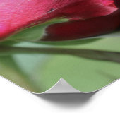 Rood rosebud buien poster (Hoek)