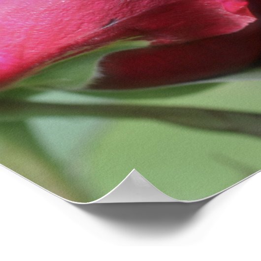 Rood rosebud buien poster (Hoek)