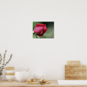 Rood rosebud buien poster (Keuken)