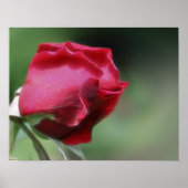Rood rosebud buien poster (Voorkant)