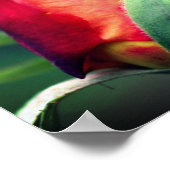 Rood rosebud ventilator met gele hooglichten dicht poster (Hoek)