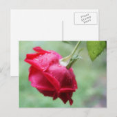 Rood roze met waterdruppelaar briefkaart (Voorkant / Achterkant)