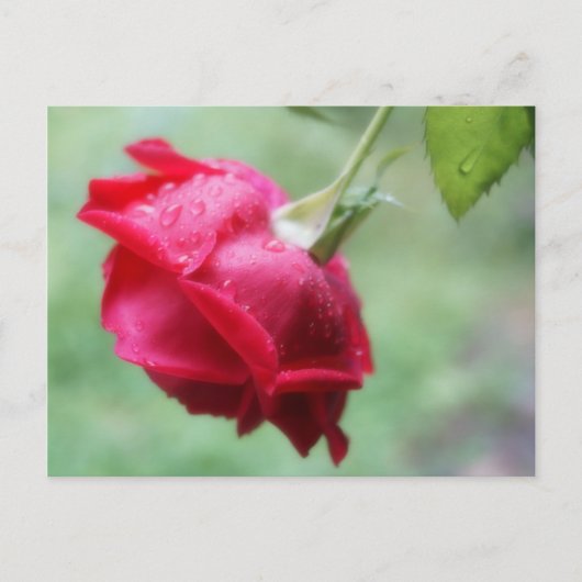 Rood roze met waterdruppelaar briefkaart (Voorkant)
