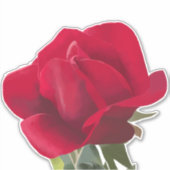 Rood roze vierkant - Red rose Sticker (Voorkant)