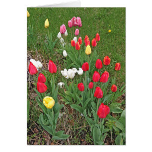 Rood, Roze, Wit en Geel Tulpen - Lente