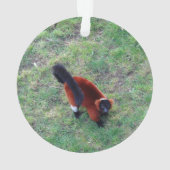 Rood Ruffed Lemur #1-1 Ornament (achterkant)