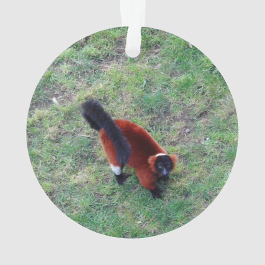 Rood Ruffed Lemur #1-1 Ornament (achterkant)