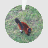 Rood Ruffed Lemur #1-1 Ornament (voorkant)