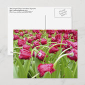 Rood-scharnierende tulpen briefkaart (Voorkant / Achterkant)