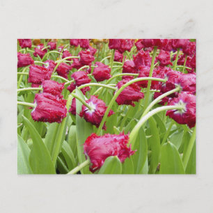 Rood-scharnierende tulpen briefkaart