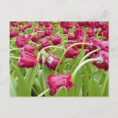 Rood-scharnierende tulpen briefkaart (Voorkant)