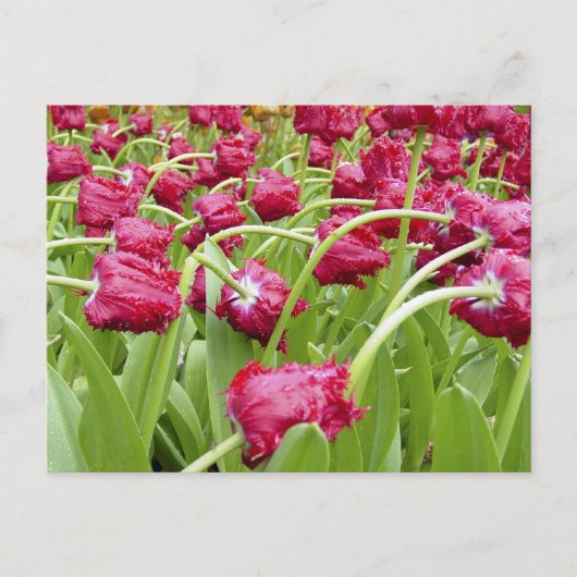Rood-scharnierende tulpen briefkaart (Voorkant)