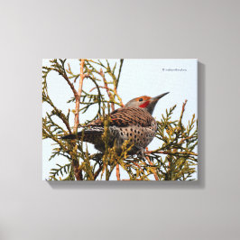 Rood-Shafted Northern Flicker in een boom Canvas Afdruk