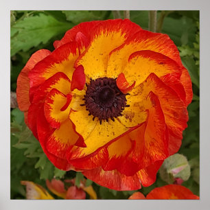 Rood Sinaasappel Geel Poppy Wall Art Poster