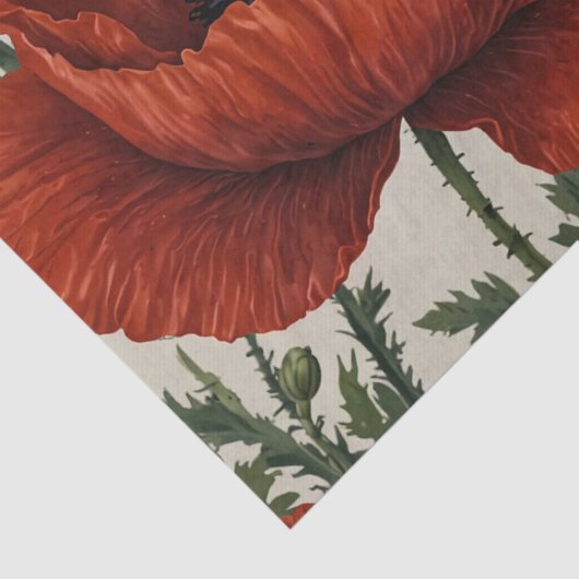 Rood Sinaasappel klaproos Tissuepapier (Detail)