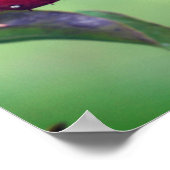 Rood snoepje op Dogwood Fruit Poster (Hoek)