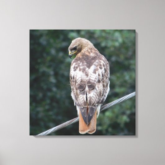 Rood staarthavik (achter) Canvas Print (Voorkant)