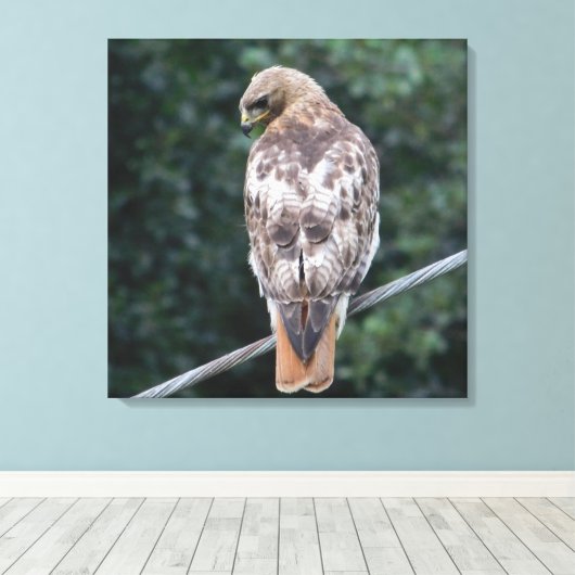 Rood staarthavik (achter) Canvas Print (Insitu (Houten vloer))