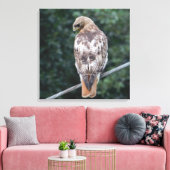 Rood staarthavik (achter) Canvas Print (Insitu (Woonkamer))