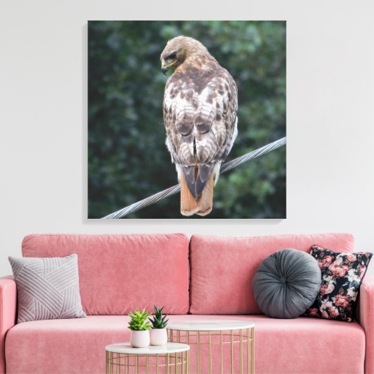 Rood staarthavik (achter) Canvas Print (Insitu (Woonkamer))