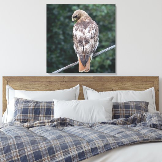 Rood staarthavik (achter) Canvas Print (Insitu (Slaapkamer))