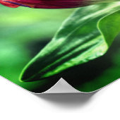 Rood-tandventilator in Bloom dicht Poster (Hoek)