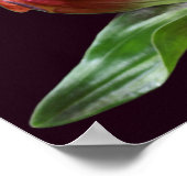 Rood-tandventilator in Bloom dicht Poster (Hoek)