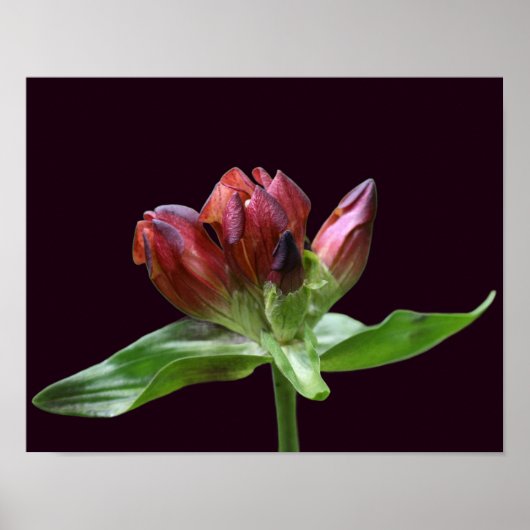 Rood-tandventilator in Bloom dicht Poster (Voorkant)