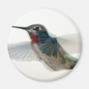 Rood-Throated Hummingbird Magneet
