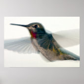Rood-Throated Hummingbird Poster (Voorkant)