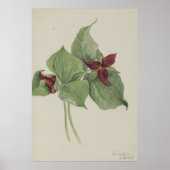 Rood trillium (Trillium erectum) Poster (Voorkant)