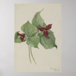 Rood trillium (Trillium erectum) Poster