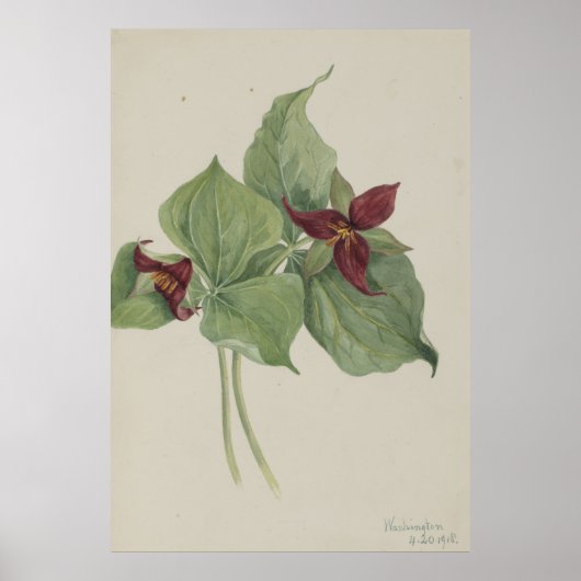 Rood trillium (Trillium erectum) Poster (Voorkant)