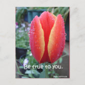 Rood Tulp en regendruppels zijn voor u geschikt Briefkaart (Voorkant)