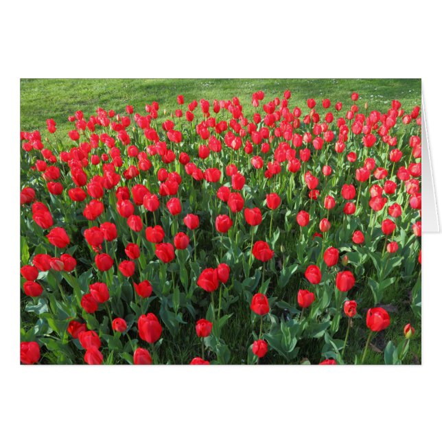 Rood Tulpen 01 (Voorkant Horizontaal)