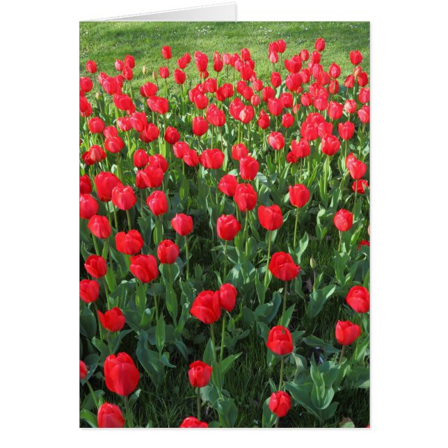 Rood Tulpen 01 (Voorkant)