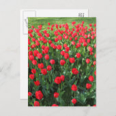 Rood Tulpen 01 Briefkaart (Voorkant / Achterkant)