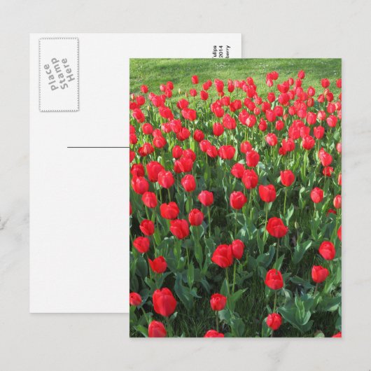 Rood Tulpen 01 Briefkaart (Voorkant / Achterkant)
