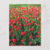Rood Tulpen 01 Briefkaart (Voorkant)